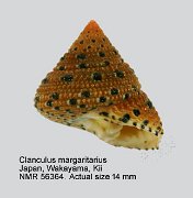 Clanculus margaritarius